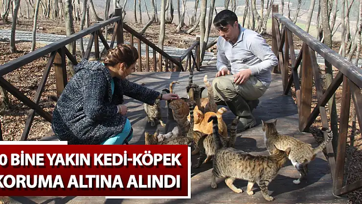 10 bine yakın kedi-köpek koruma altına alındı 