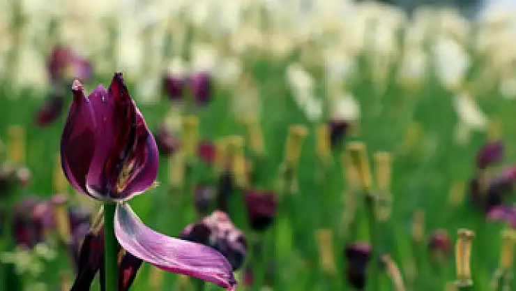 Samsun'da 'lale devri' erken sona erdi