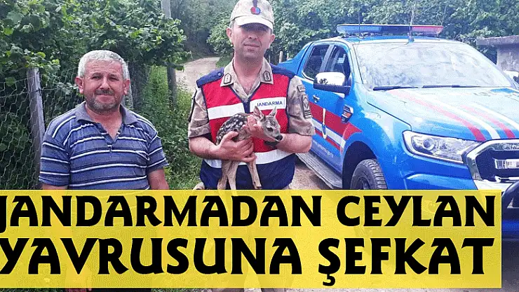 Jandarmadan ceylan yavrusuna şefkat