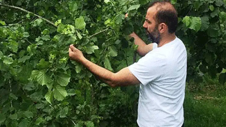 Üreticinin kahverengi altını: Fındık