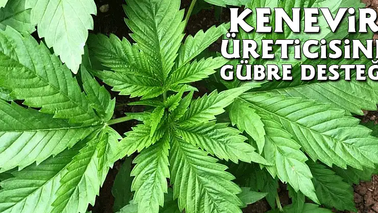 Kenevir üreticisine gübre desteği