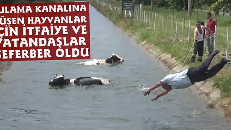 Sulama kanalına düşen hayvanlar için itfaiye ve vatandaşlar seferber oldu