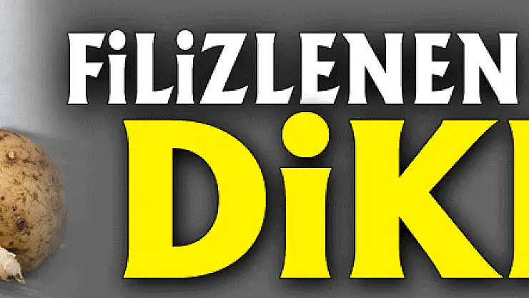 Filizlenen patatese dikkat