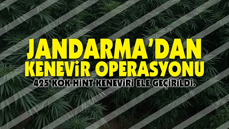 Jandarma'dan kenevir operasyonu