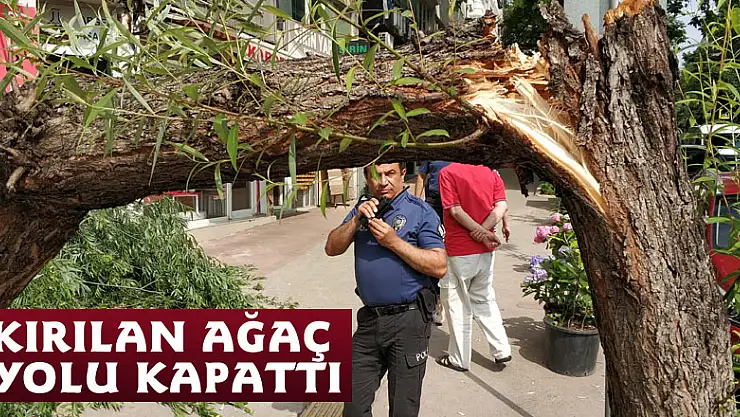 Kırılan ağaç yolu kapattı