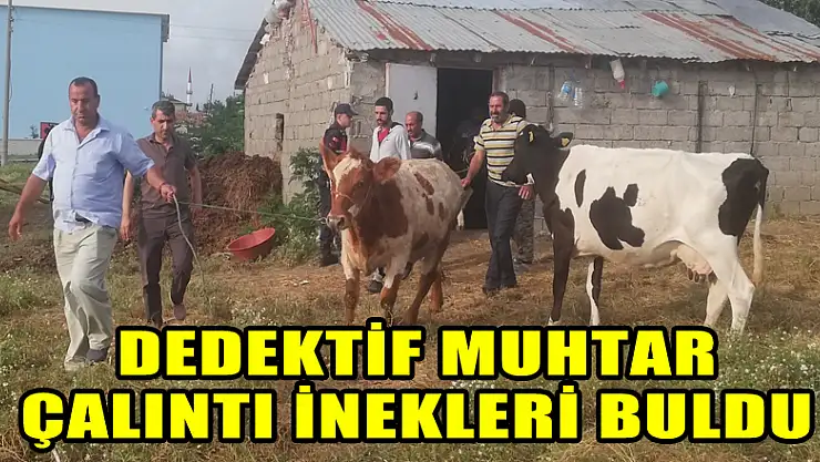 Dedektif muhtar çalıntı inekleri buldu 
