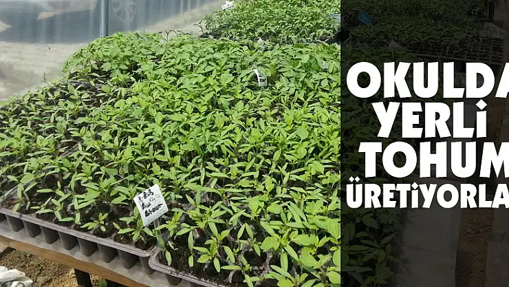 Okulda yerli tohum üretiyorlar  