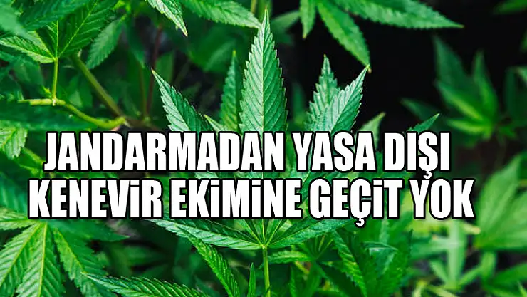 Jandarmadan yasa dışı kenevir ekimine geçit yok 