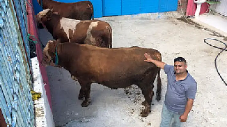 3 tonluk kurbanlık boğa araba fiyatına satışta