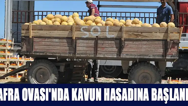 Bafra Ovası'nda kavun hasadına başlandı 