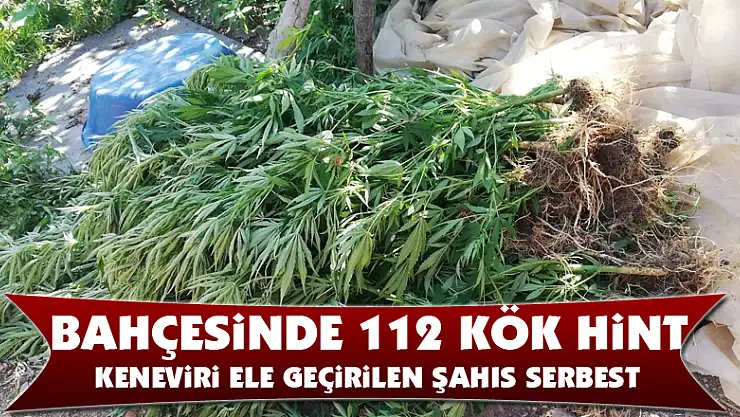 Bahçesinde 112 kök Hint keneviri ele geçirilen şahıs serbest 