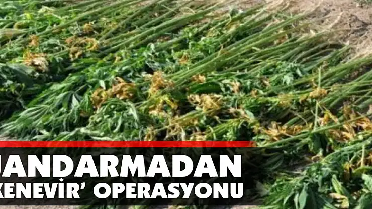 Jandarmadan 'kenevir' operasyonu 