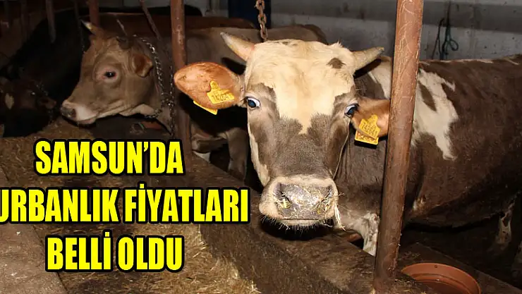 Samsun'da kurbanlık fiyatları belli oldu 