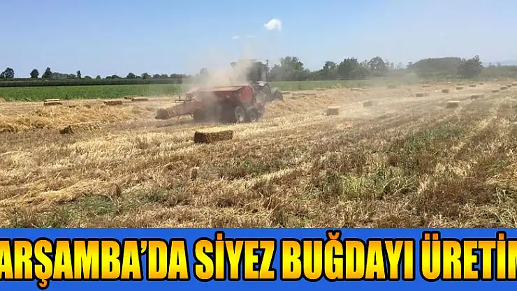 Çarşamba'da siyez buğdayı üretimi 