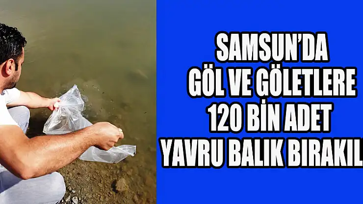 Samsun'da göl ve göletlere 120 bin adet yavru balık bırakıldı 
