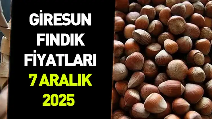 7 Aralık 2025 Giresun Fındık Fiyatı | Piyasa Dengeli Seyirde İlerliyor