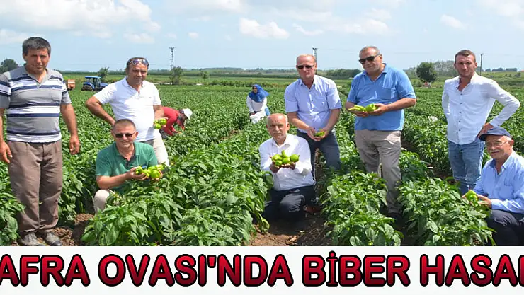 Bafra Ovası'nda biber hasadı  