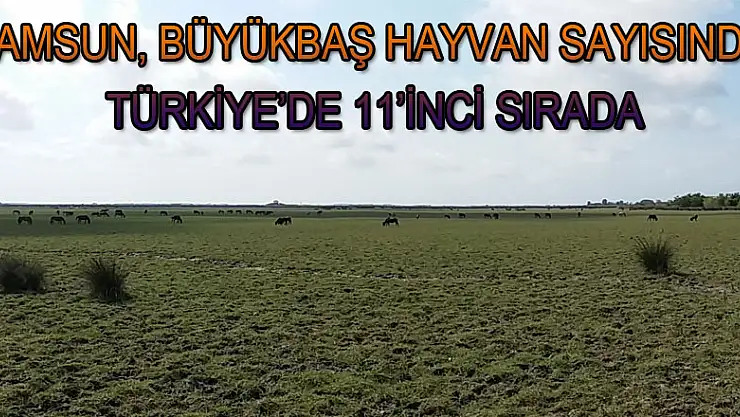 Samsun, büyükbaş hayvan sayısında Türkiye'de 11'inci sırada 