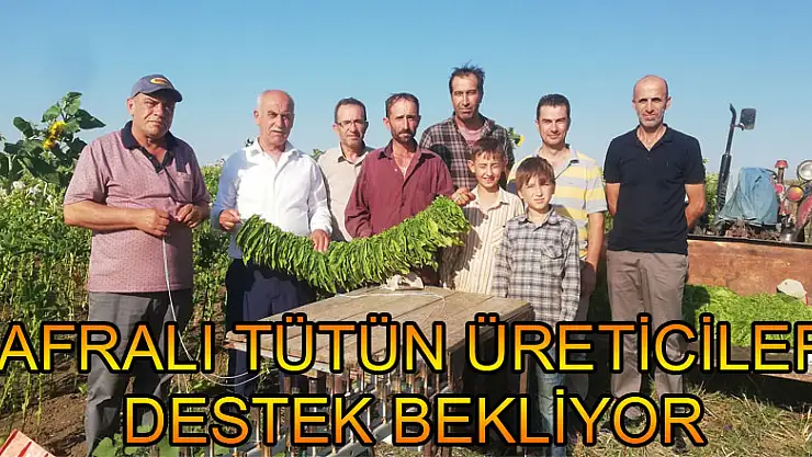 Bafralı tütün üreticileri destek bekliyor   