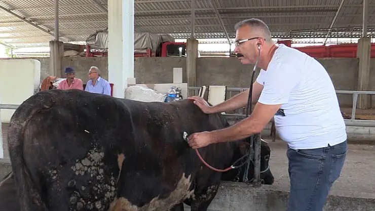 Atakum Canlı Hayvan Pazarı üreticiyle birlikte açıldı 