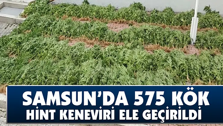 Samsun'da 575 kök Hint keneviri ele geçirildi 