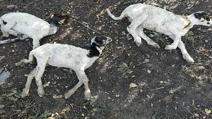 'Genç Çiftçi Projesi' kapsamında dağıtılan küçükbaş hayvanlar vebalı çıktı 