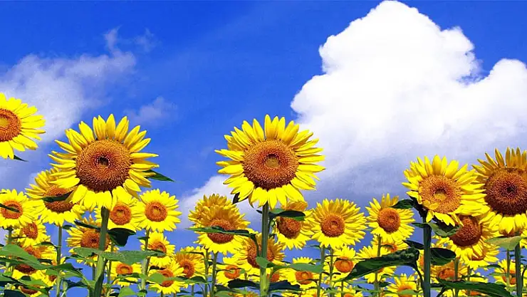 Ayçiçeği alım fiyatı ton başına 2 bin 500 lira oldu