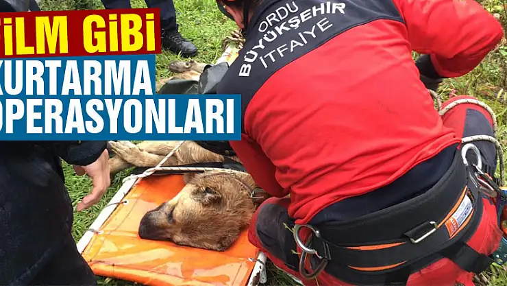 Film gibi kurtarma operasyonları  