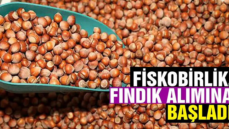 FİSKOBİRLİK, fındık alımına başladı