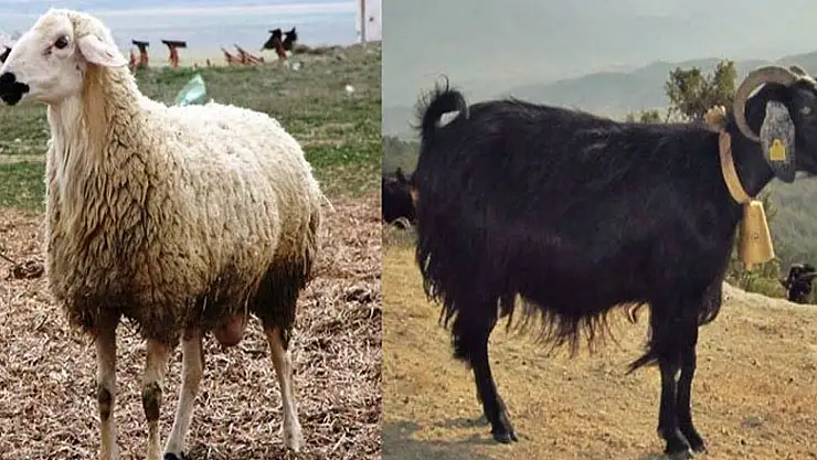 Samsun İl Sağlık Müdürlüğünden açıklama 