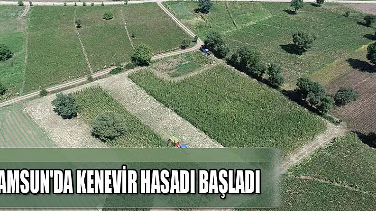 Samsun'da kenevir hasadı başladı 