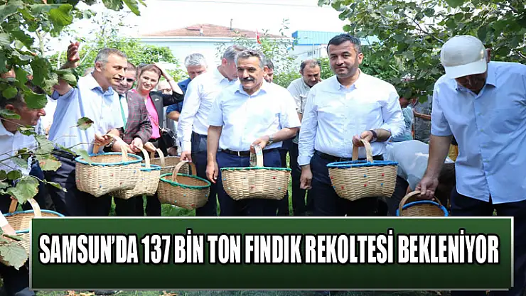 Samsun'da 137 bin ton fındık rekoltesi bekleniyor 