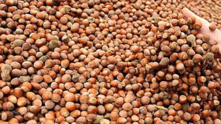 Fındık üreticilerinden milletvekillerine çağrı