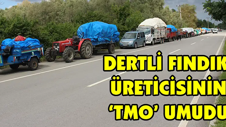 Dertli fındık üreticisinin 'TMO' umudu