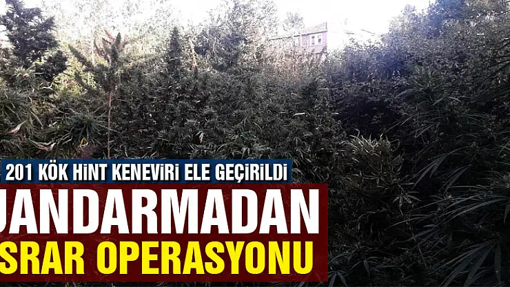 Jandarmadan esrar operasyonu
