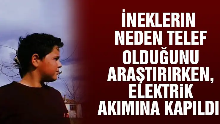 İneklerin neden telef olduğunu araştırırken, elektrik akımına kapıldı