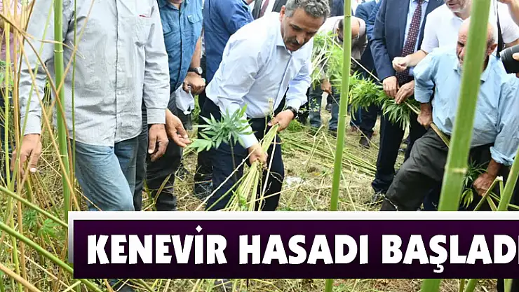 Kenevir tohumu üretimi 2023'te 150 tona çıkacak