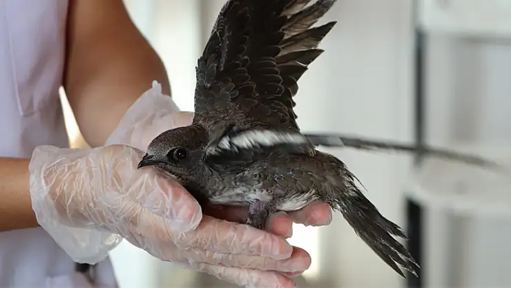 112 ebabil gökyüzüne bırakıldı