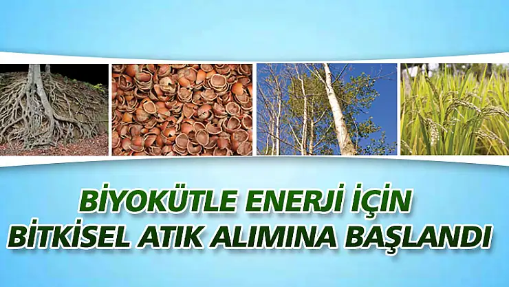 Biyokütle enerji için bitkisel atık alımına başlandı