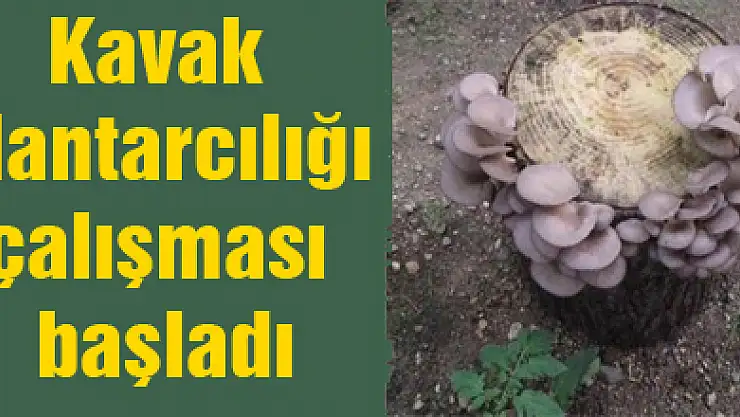 Kavak Mantarcılığı çalışması başladı