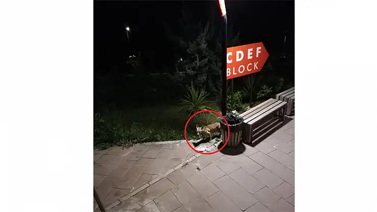 Davetsiz misafir tilki!