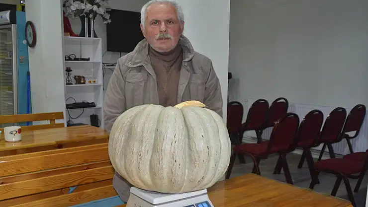 30 kiloluk kabak yetiştirdi