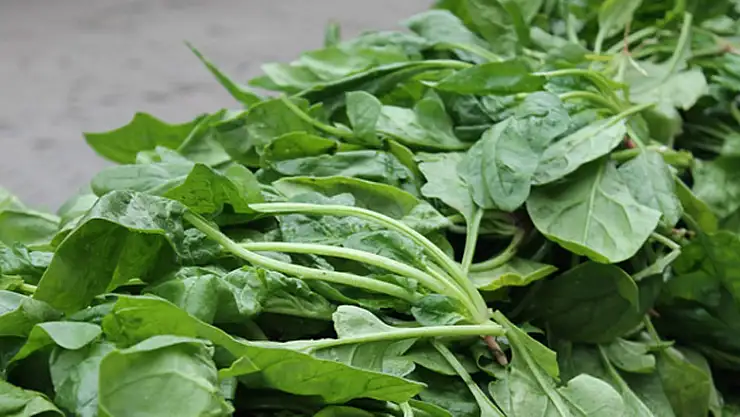 İstanbul İl Tarım ve Orman Müdürlüğünden ıspanak zehirlenmelerine ilişkin açıklama