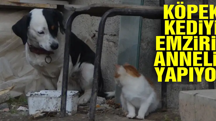 Köpek kediyi emzirip, annelik yapıyor