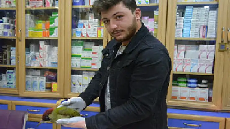 Yaralı halde bulunan yeşil ağaçkakan koruma altına alındı
