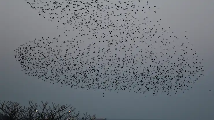 Sığırcıkların dansı görenleri hayran bıraktı