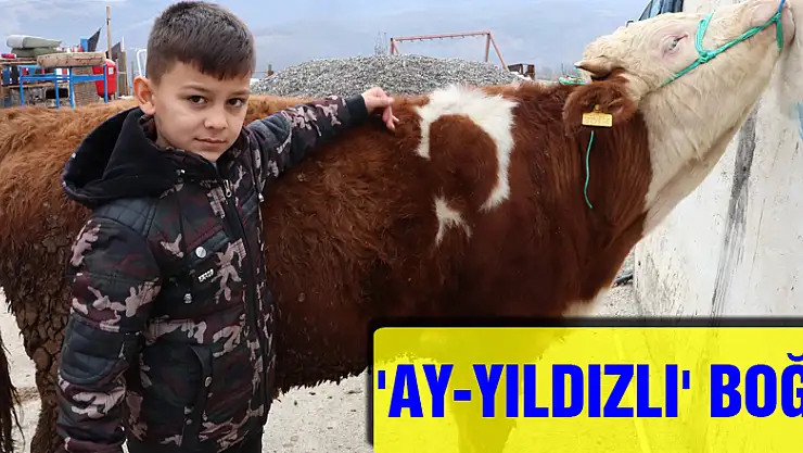 'Ay-yıldızlı' boğa