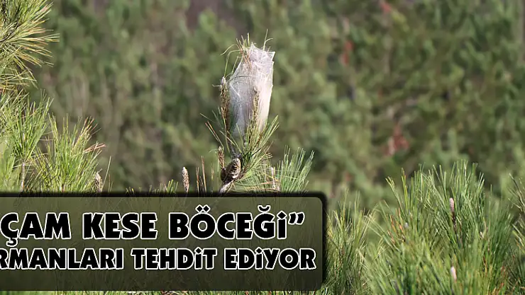 'Çam kese böceği' ormanları tehdit ediyor