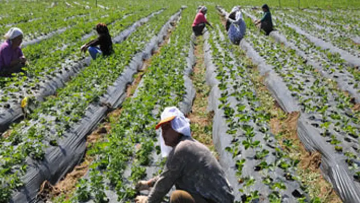 Kırsalda kalacaklara 100 bin lira hibe