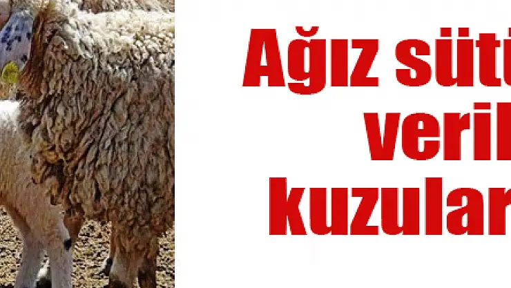 Ağız sütünün yeterli verilmemesi kuzuları öldürüyor